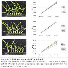 EMS 농도별 처리 KS141 라인 생육 상태 조사