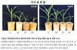 EMS 농도별 처리 KS140 라인 개화조사