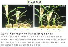 EMS 농도별 처리 KS140 라인 개화조사