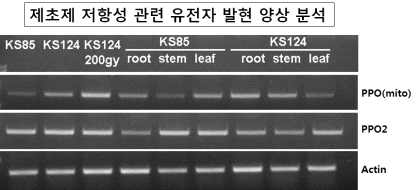 제초제 저항성 관련 옥수수유전자 발현 양상 분석