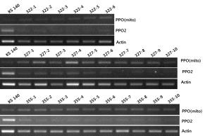 제초제저항성선발품종(M2) PPO유전자발현분석