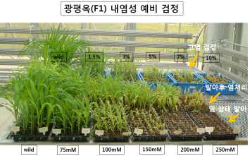 광평옥(F1) NaCl처리에 의한 내염성 분석