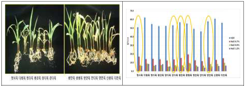 사료용 옥수수 13품종 내염성 분석