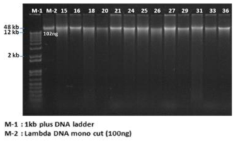 실험에 사용된 DNA의 농도 및 크기