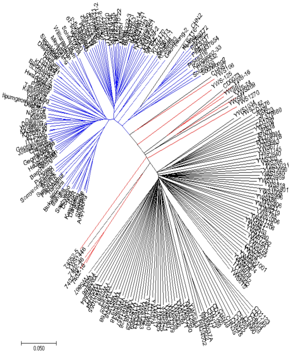 고순도 SNPs를 기반으로 한 콩 계통간 Neighbor-joining phylogenetic tree 재배종 98종(청색), 야생종 101종(흑색), 교잡종 10종(빨강)