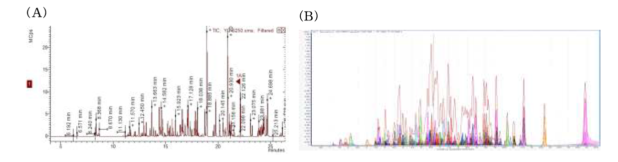 LC/MS/MS (A), GC/MS/MS (B)의 chromatograms