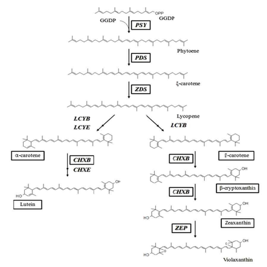 Carotenoid biosynthetic pathway in plants. The enzymes in black boxes were analyzed in this study. GGDP, geranylgeranyl diphosphate; PSY, phytoene synthase; PDS, phytoene desaturase; ZDS, î-carotene desaturase; LCYB, lycopene â-cyclase; LCYE, lycopene å-cyclase; CHXB, â-ring carotene hydroxylase; CHXE, å-ring carotene hydroxylase; ZEP, zeaxanthin epoxidase