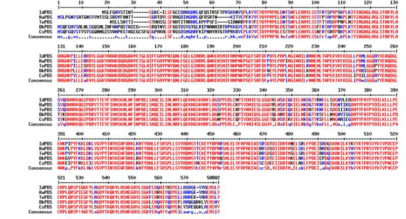 Multiple sequence alignment of I. dentata PDSs with other plants. Genbank Accession Numbers are: HaPDS, Helianthus annuus, AHA36971; TePDS, Tagetes erecta, AAG10426; DkPDS, Diospyros kaki, ACY78343; CsPDS, Camellia sinensis, AHB32104, IdPDS, Ixeris identata)