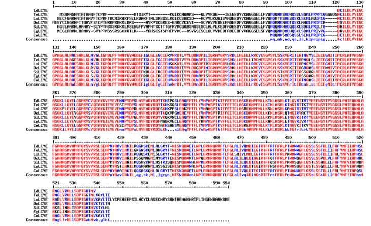 Multiple sequence alignment of I. dentata LCYEs with other plants. Genbank Accession Numbers are: TeLCYE, Tagetes erecta, AAG10428; LsLCYE, Lactuca sativa, AAK07434; DcLCYE, Daucus carota, ABB52073; SiLCYE, Sesamum indicum, XP_011078026; EgLCYE, Erythranthe guttata, XP_012848159; CmLCYE, Chrysanthemum x morifolium, ACY78343; IdLCYE, Ixeris identata)