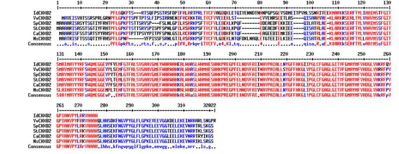 Multiple sequence alignment of I. dentata CHXB2s with other plants. Genbank Accession Numbers are: VvCHXB2, Vitis vinifera, XP_002273581; SpCHXB2, Solanum pennellii , XP_015080043; StCHXB2, Solanum tuberosum, XP_006360197; NsCHXB2, Nicotiana sylvestris, XP_009780858; CaCHXB2, Capsicum annuum, XP_016575733; IdCHXB2, Ixeris identata)