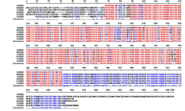 Multiple sequence alignment of I. dentata CHXEs with other plants. Genbank Accession Numbers are: MnCHXE, Morus notabilis, XP_010098846; ZjCHXE, Ziziphus jujuba, XP_015898578; GaCHXE, Gossypium arboreum, XP_017627454; CsCHXE, Camelina sativa, XP_010504071; SiCHXE, Sesamum indicum, XP_011094564; IdCHXE, Ixeris identata)