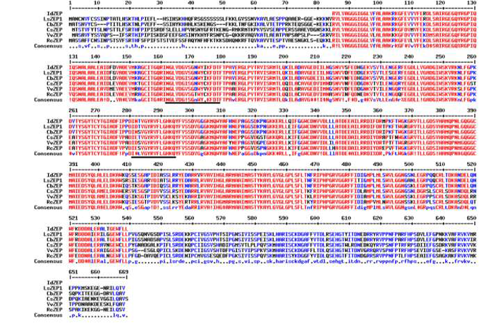 Multiple sequence alignment of I. dentata ZEPs with other plants. Genbank Accession Numbers are: LsZEP, Lactuca sativa , BAE72089; CbZEP, Chrysanthemum boreale, AGU91434; CsZEP, Camellia sinensis, AJB84624; VvZEP, Vitis vinifera, AAR11195; RcZEP, Ricinus communis, XP_002523587; IdZEP, Ixeris identata)