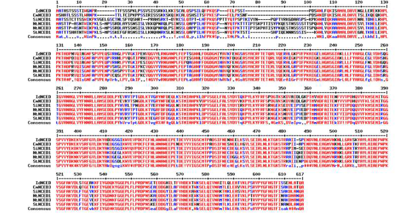 Multiple sequence alignment of I. dentata NCEDs with other plants. Genbank Accession Numbers are: CmNCED3, Chrysanthemum x morifolium, BAF36657; SiNCED1, Sesamum indicum, XP_011082846; NtNCED1, Nicotiana tomentosiformis, XP_009615476; NtNCED3, Nicotiana tabacum, AFP57677; Solanum tuberosum, NP_001275103; IdNCED, Ixeris identata)