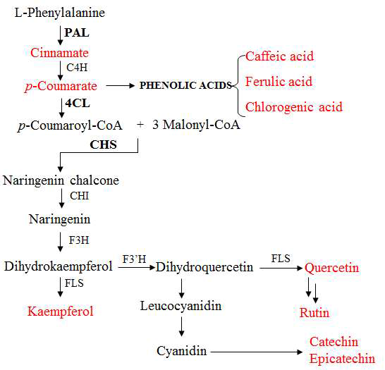 Scheme of phenylpropanoid pathway in I. dentata. PAL, phenylalanine ammonia-lyase; C4H, cinnamate 4-hydroxylase; 4CL, 4-coumaroyl:CoA ligase; CHS, chalcone synthase; CHI, chalcone Isomerase; F3H, flavone 3-hydroxylase; FLS, flavonol synthase; F3‘H, flavonoid 3‘-hydroxylase. Bold letter is a isolated gene and red letter is a analyzed compound