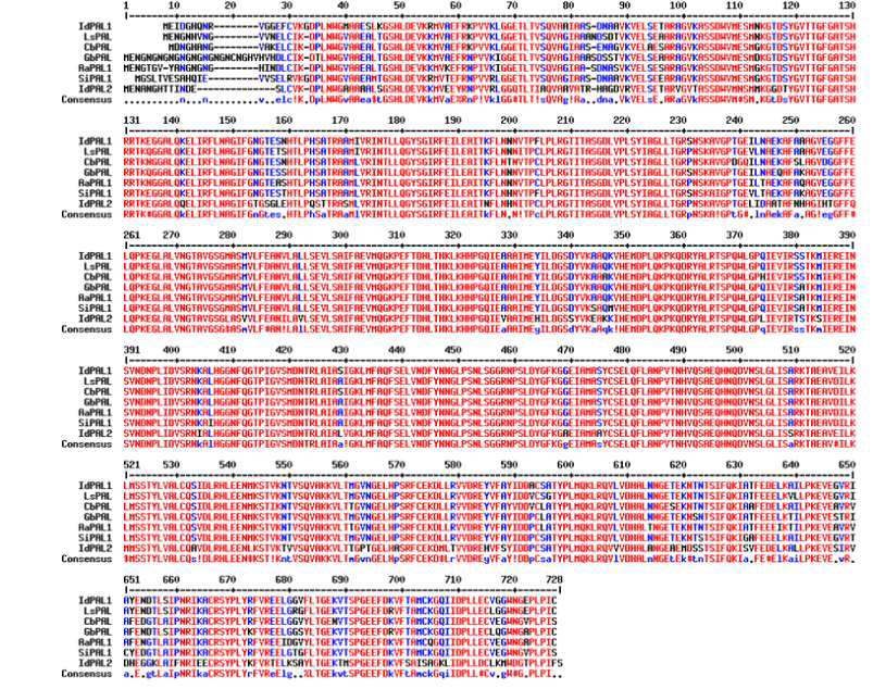 Multiple sequence alignment of I. dentata PALs with other plants. Genbank Accession Numbers are: LsPAL, Lactuca sativa, AAL55242; CbPAL, Chrysanthemum boreale, AGU91428; GbPAL, Gynura bicolor, BAJ17655; AaPAL1, Artemisia annua, AKP55356; SiPAL1, Saussurea involucrata, ALK02780; IdPAL1,2, Ixeris identata)