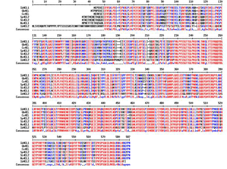 Multiple sequence alignment of I. dentata 4CLs with other plants. Genbank Accession Numbers are: Gb4CL, Gynura bicolor, BAJ17664; Cc4CL, Cynara cardunculus, AFL93685; Sp4CL2, Solanum pennellii, XP_015080149; St4CL2, Solanum tuberosum, XP_006366277; Ns4CL1, Nicotiana sylvestris, XP_009798863; Id4CL1,2, Ixeris identata)