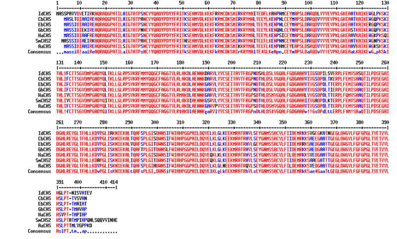 Multiple sequence alignment of I. dentata CHSs with other plants. Genbank Accession Numbers are: CbCHS, Chrysanthemum boreale, AGU91424; EbCHS, Eschenbachia blinii, AHN85848; GbCHS, Gynura bicolor, BAJ17656; HaCHS, Helianthus annuus, ALL34489; SmCHS, Silybum marianum, AFK65634; AaCHS, Ageratina adenophora, ACQ84148; IdCHS, Ixeris identata)