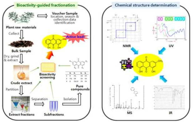 활성성분 분리 및 분광학적 분석을 통한 활성성분 구조 결정