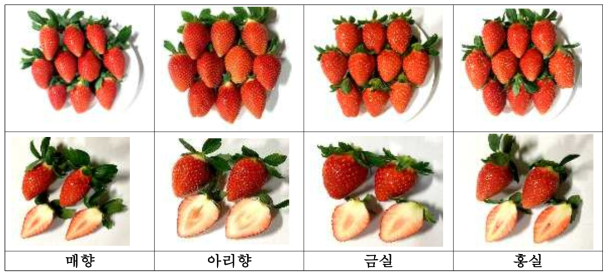 국내 육성 딸기 수출유망 품종(계통) 과실 사진