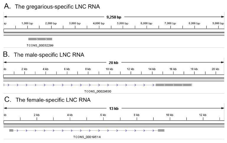 LNC-RNA들의 genomic DNA에서의 구조 분석 결과