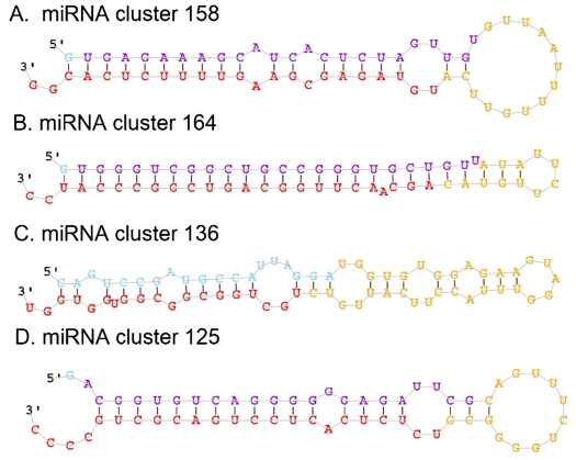4개의 phase와 성별 특이적이 pre-miRNA의 구조 분석결과