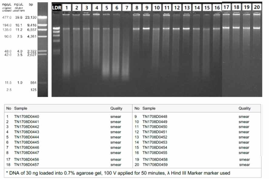 메틸롬 변화 분석을 위하여 추출한 genomic DNA정도 검사 결과