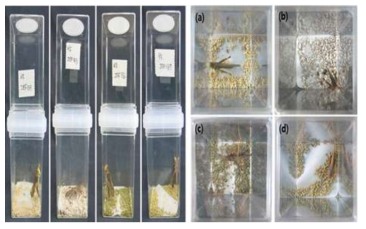 곤충병원성진균 granule 노출에 의한 풀무치 병원성 검정 방법. (a), Isaria fumosorosea; (b), Isaria farinosa; (c), Metarhizium lepidiotae ; (d), Clonostachy rogersoniana