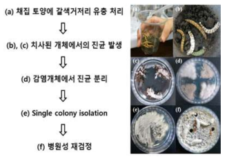 갈색거저리 유충을 이용한 곤충병원성 진균 분리 과정