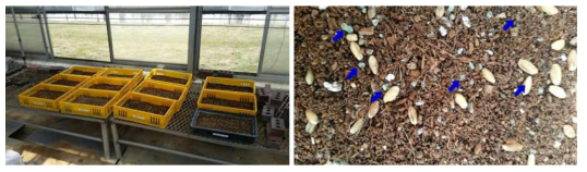 실외 토양 조건에서 풀무치 생물농약 시제품을 토양 처리한 모습(왼쪽)과 토양 처리된 시제품 granule의 모습(오른쪽)