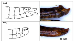 풀무치 암수 비교 (a), 암컷; (b), 수컷