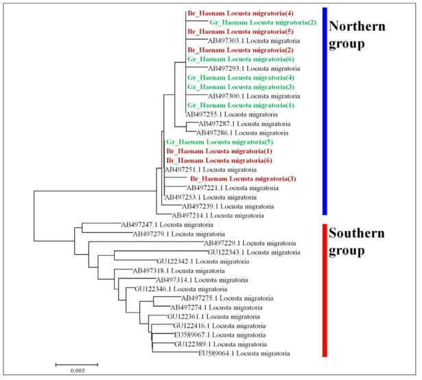해남지역 대발생 풀무치(녹색형, 갈색형)의 mtDNA COI 유전자 염기서열을 이용한 Neighbor-joining 분석