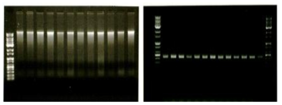 gDNA 추출 결과(왼), 16s rRNA library 제작 결과 (오)