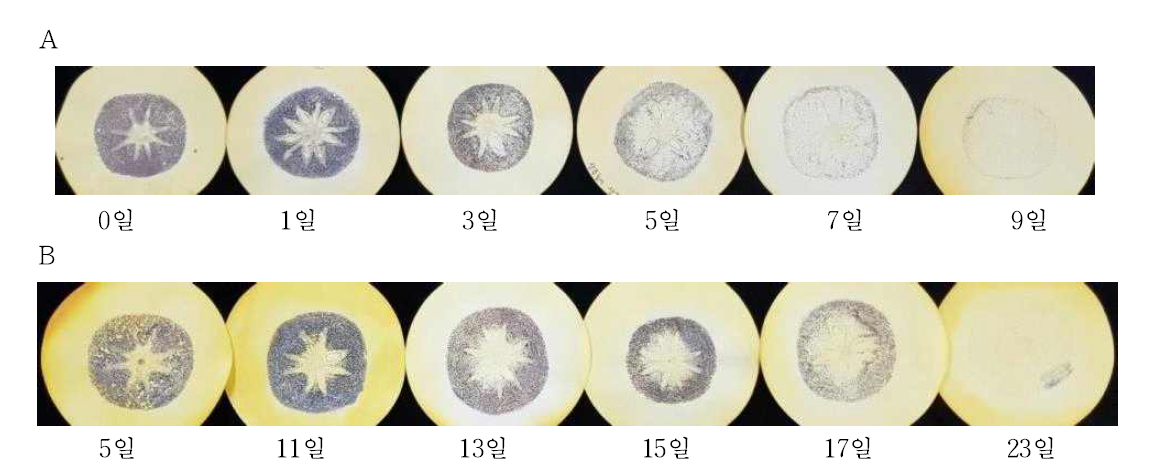 ‘상주둥시’ 상온(A) 및 저온(B) 탈삽 소요 일수