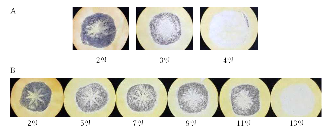 ‘도근조생’ 감의 상온(A) 및 저온(B) 탈삽 소요 일수