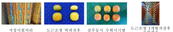 시험 처리별 사진