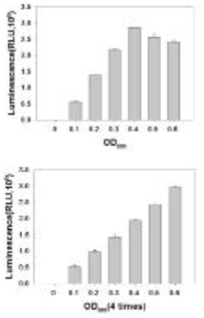 Vibrio fischeri의 성장에 따른 luminescence