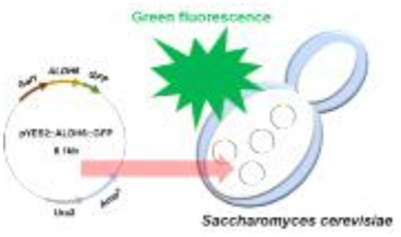 형질 전환 효모에서 GFP 발현