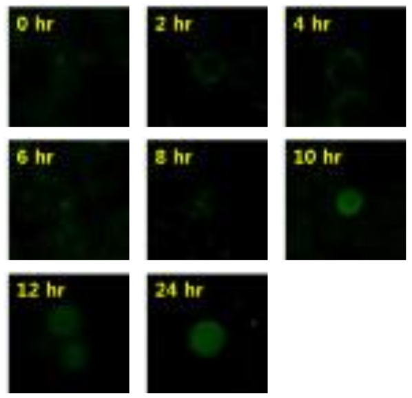 갈락토오스 induction 시간에 따른 GFP 발현