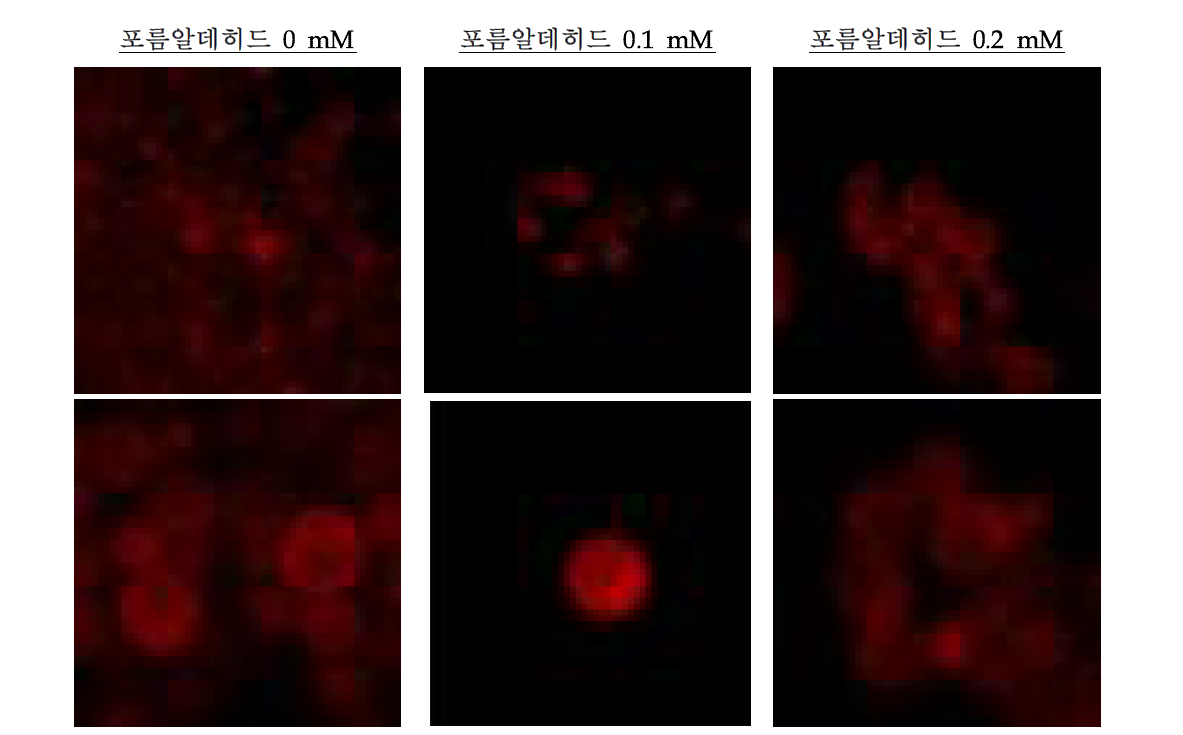 포름알데히드 자극에 따른 효모 vacuolar