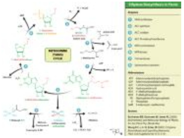 Buchana BB, Gruissem W, Jones RL (2000). Biochemistry and Molecular Biology of Plants. Am Soc plant Phys (Rockville). Wang K C-L, Li H, Ecker JR (2002). Ethylene Biosunthesis and Signalling Networks. Pland Cell(Supplement) S131-S151