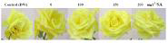 Effect of different salicylic acid (SA) concentrations on the vase life of Yellow Island cut rose flowers. Values labelled with the same letter are not different at the 5% significance level