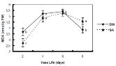 Effect of salicylic acid (SA) on MDA content in ‘Yellow Island’ cut rose flowers