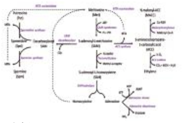 Schematic representation of the SAM-consuming pathways: ethylene biosynthesis, transmethylations and polyamine biosynthesis