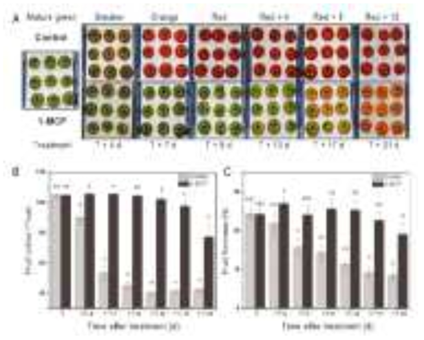 Effect of 1-MCP on tomato fruit ripening physiology. (A) Fruit ripening of mature green harvested fruit is delayed by the 1-MCP treatment. Evolution of (B) fruit color (◦.hue) and (C) fruit firmness (N) for control and 1-MCP-treated fruit. Error bars represent the SD of the mean of 10 biological replicates. Statistically significant differences (P = 0.05) are indicated by different letters