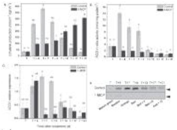 (A) Ethylene production (nmol h−S1 kg FW− 1), (B) ACO activity (nMmg−1 protein), (C) relative ACO1 expression and (D) western blot analysis of ACO protein content for control and 1-MCP-treated fruit. The 37 kDa marker is indicated by the arrow head. Error bars represent the SD of the mean of 10 biological replicates. Statistically significant differences (P = 0.05) are indicated by different letters