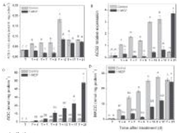 (A) In vitro ACS activity (nmol h−1 mg−1 protein), (B) ACS2 relative expression, (C) ACC content (nmolmg−1 protein) and (D) MACC content (nmolmg−1 protein) for control and 1-MCP-treated fruit. Error bars represent the SD of the mean of 10 biological replicates. Statistically significant differences (P = 0.05) are indicated by different letters