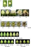 Petal blackening in lotus flowers (Nelumbo nucifera cv. Saddhabutra, probably identical to cv. Alblum Plenum). (A) Flowers that remain attached to the intact plant. (Upper row) Flowers at commercial harvest stage (day 0) and flowers that did not open and blackened. (Lower row) Flowers that did not blacken in the field. (B) Flowers cut at the late bud stage, with outer petals curled back, as used in the ornamental trade, day 0–4 of vase life. The flowers had a stem length of 25 cm, and were placed in distilled water at 25 ◦C. (C) Flowers cut at the late bud stage. Flowers had a stem length of 25cm and were placed in distilled water at 25 ◦C. The upper panel shows controls. The lower panel shows the effect of treatments at 24 and 72 h of vase life. Treatments were 500 nL/L of 1-MCP for 3 h prior to vase life (MCP), 200 mg/L ethephon in the vase water, and a combination of these two (MCP+ Eth)