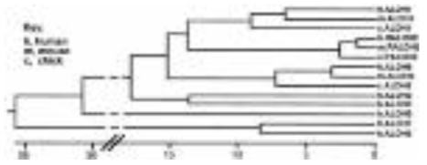 알데히드 탈수소효소의 계통 발생적 분석