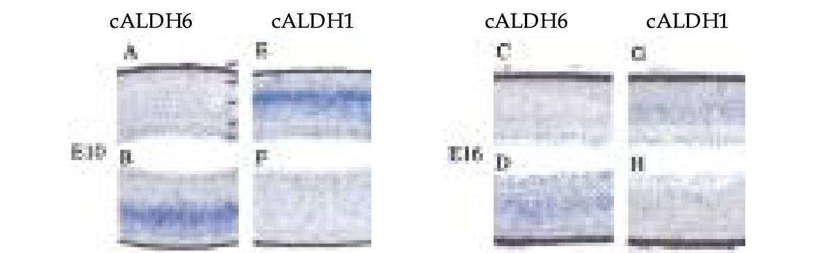 망막 신경에서 ALDH6와 ALDH1의 발현