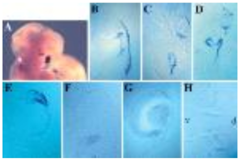 감각 neuroepithelia에서 쥐의 ALDH6 발현